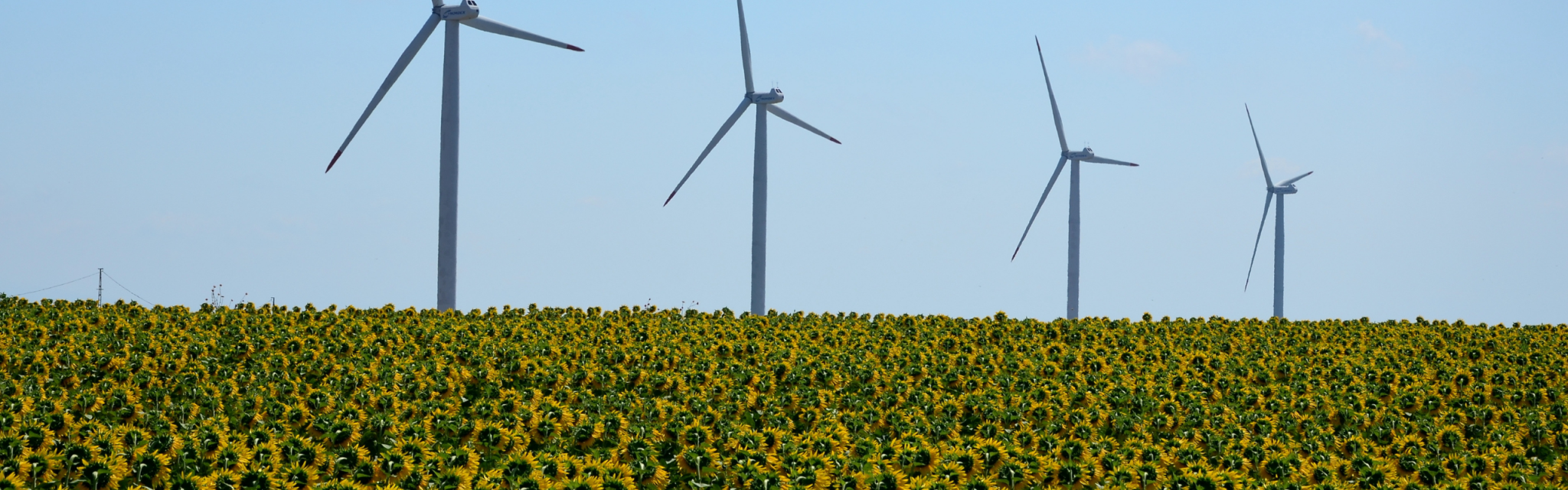 A field of sunflowers in front of four wind turbines under a clear sky.