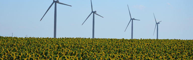A field of sunflowers in front of four wind turbines under a clear sky.