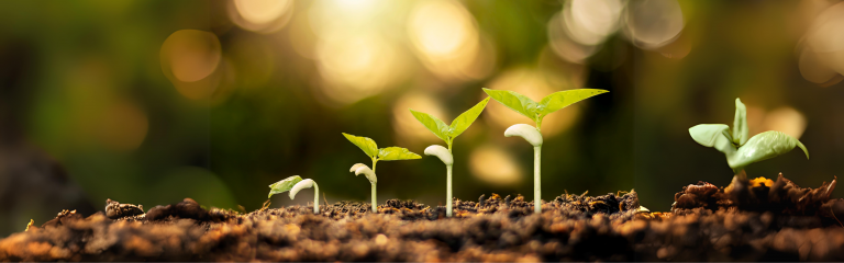 Four green seedlings at different growth stages emerge from soil against a blurred, sunlit background.