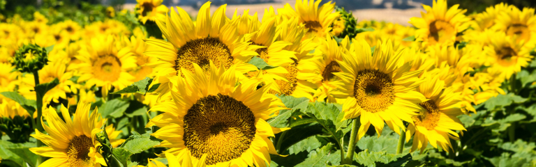 A field of sunflowers with large yellow petals and green leaves under bright sunlight.