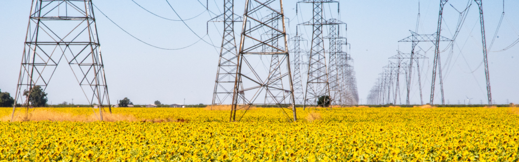 Rows of electrical transmission towers cross a field of blooming yellow sunflowers under a clear blue sky.