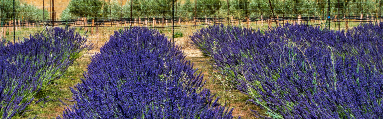 Rows of blooming lavender plants in a field with a background of green trees and a wire fence under daylight.
