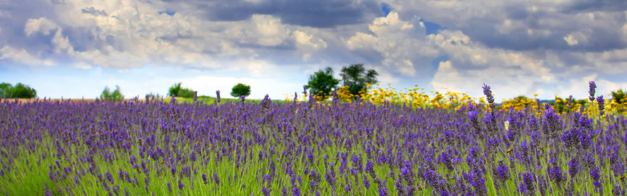 photo of a lavender field