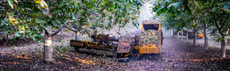 A yellow machine collects fallen nuts from the ground in an orchard with trees on both sides.